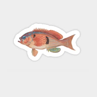 Sea perch, by Frank Edward Clarke Sticker